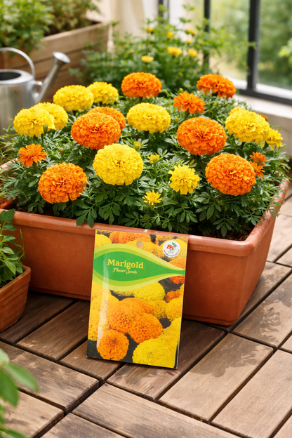 Marigold African Seeds