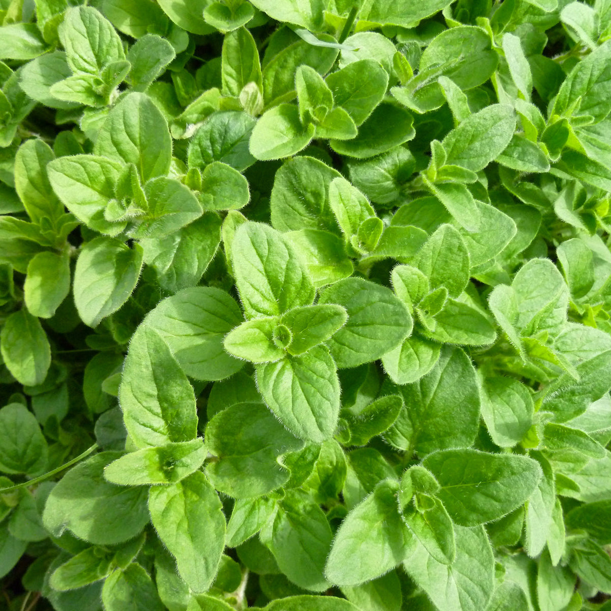 Oregano Seeds
