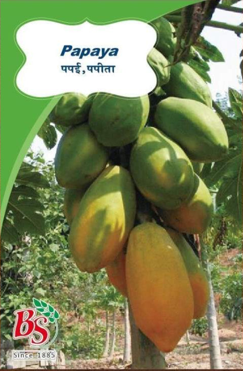 Papaya Seeds