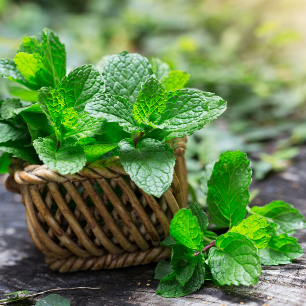 Peppermint Seeds