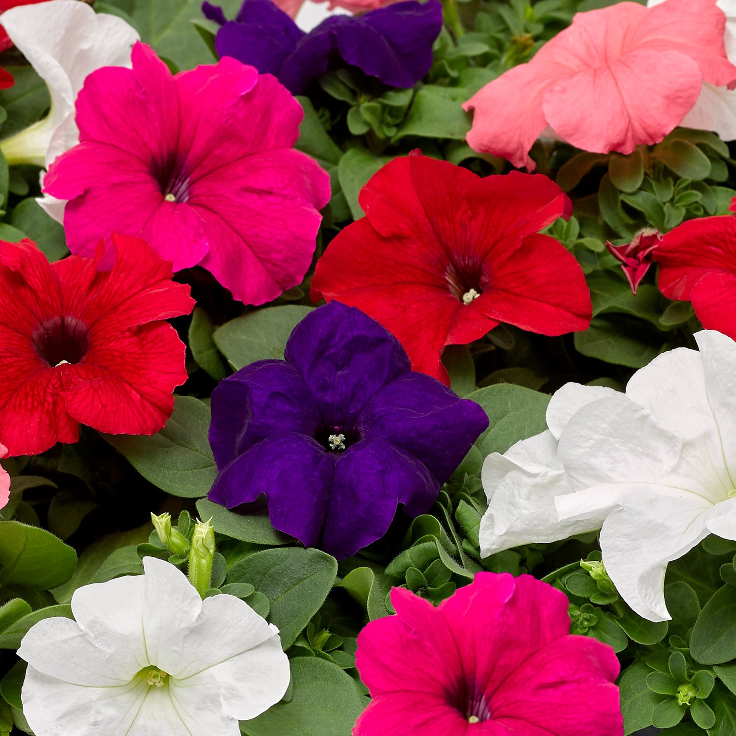 Petunia Grand Flora Mixed Seeds