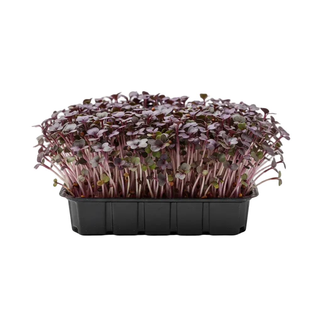 Kale Purple Microgreen Seeds (50g)