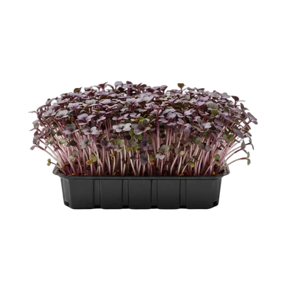 Kale Purple Microgreen Seeds (50g)
