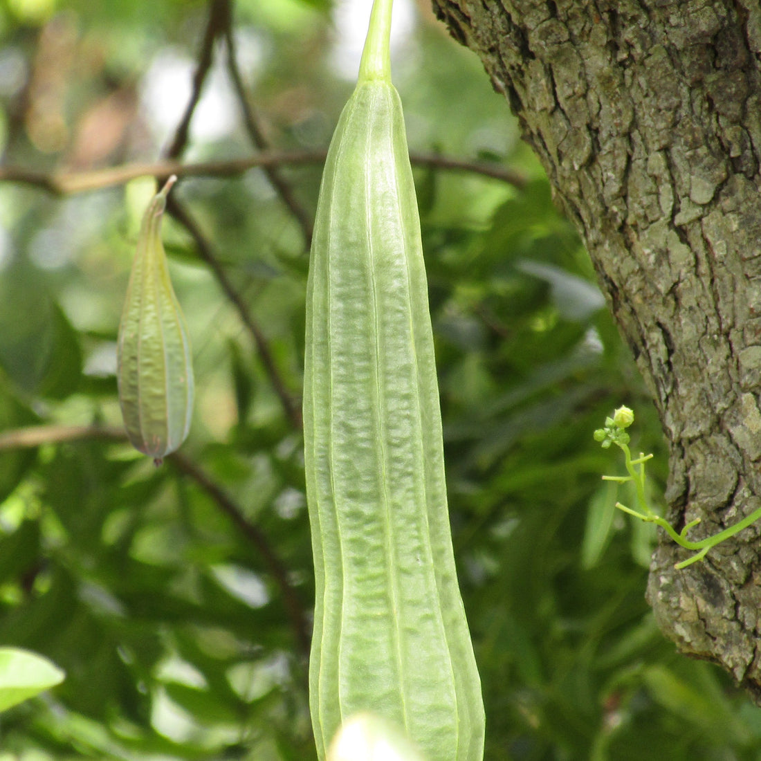 Ridge Gourd Seeds (Shirali)