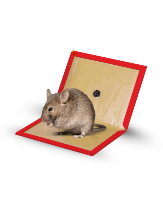 Bingoo Rodent Glue Trap (Large)