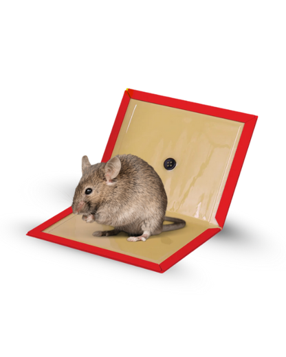 Bingoo Rodent Glue Trap (Large)