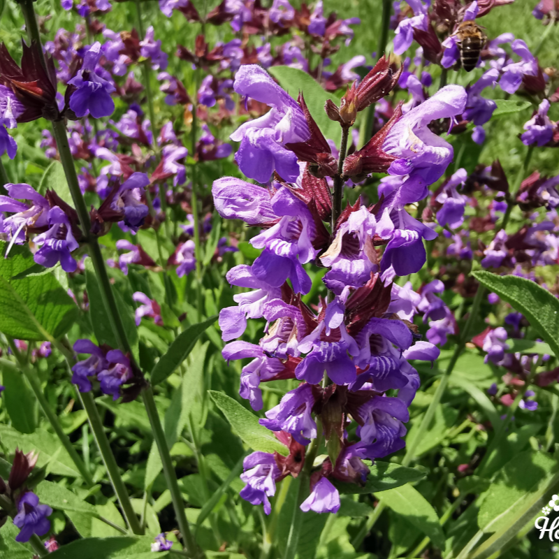 Sage Seeds