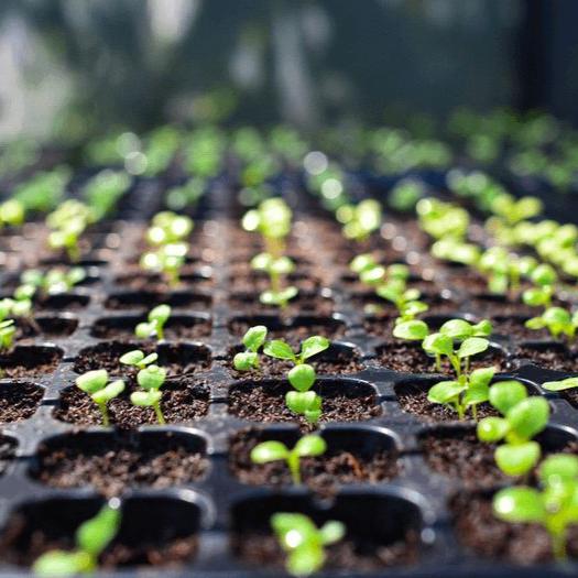 Seedling tray