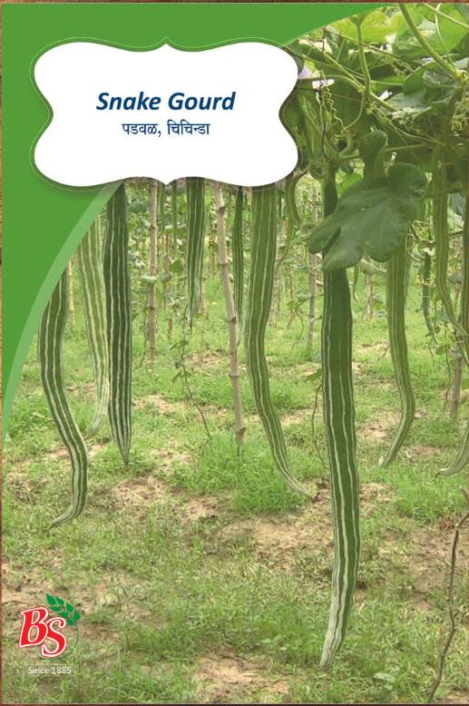 Snake Gourd Seeds