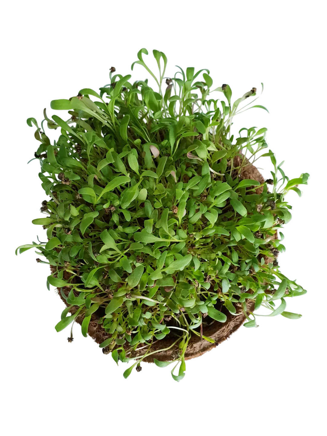 Spinach Microgreen Seeds (50g)
