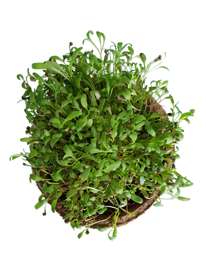 Spinach Microgreen Seeds (50g)
