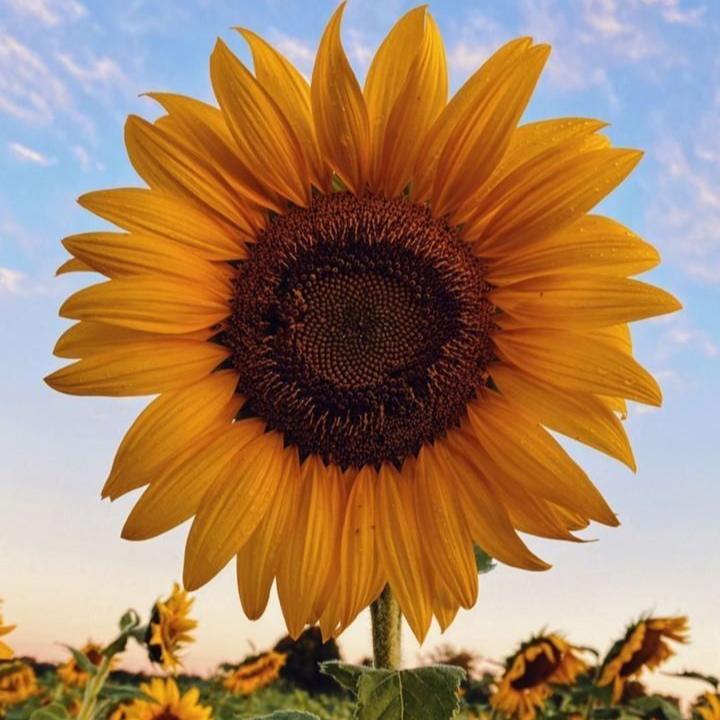 SunflowerSeeds
