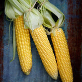 Sweet Corn Seeds