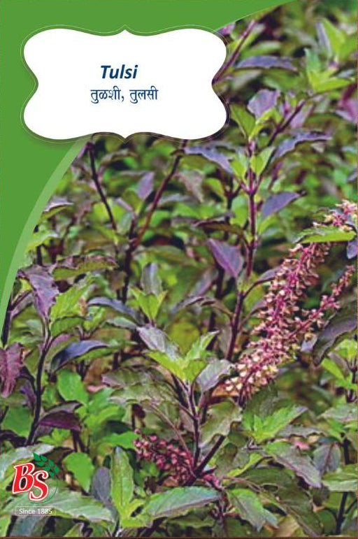 Tulsi seeds