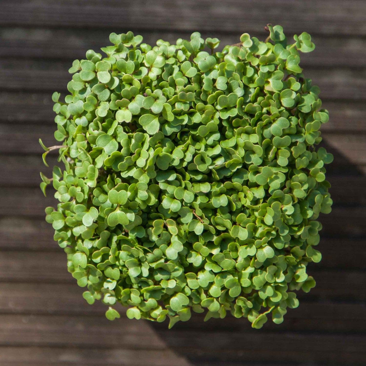 Turnip Microgreen Seeds (50g)
