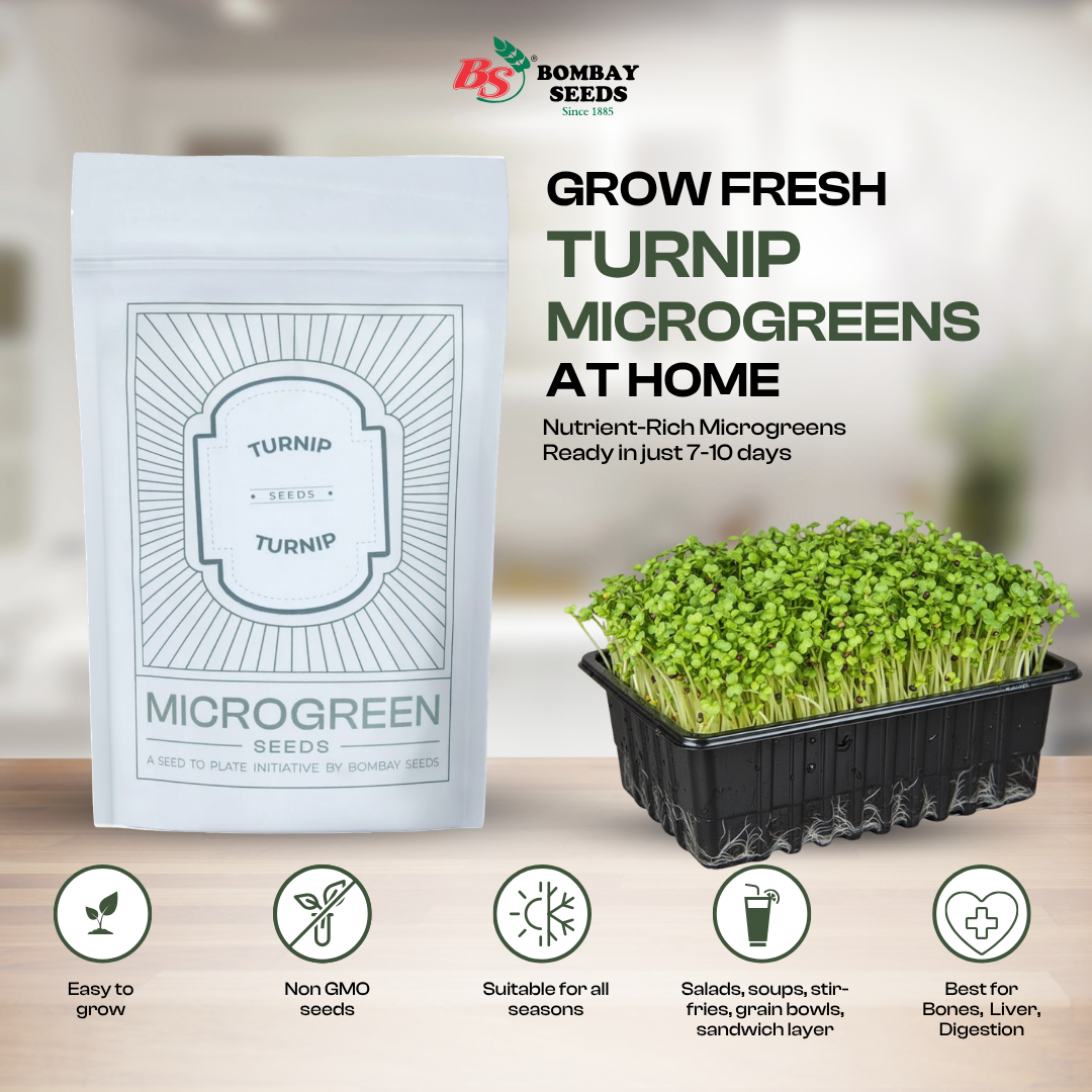 Turnip Microgreen Seeds (50g)
