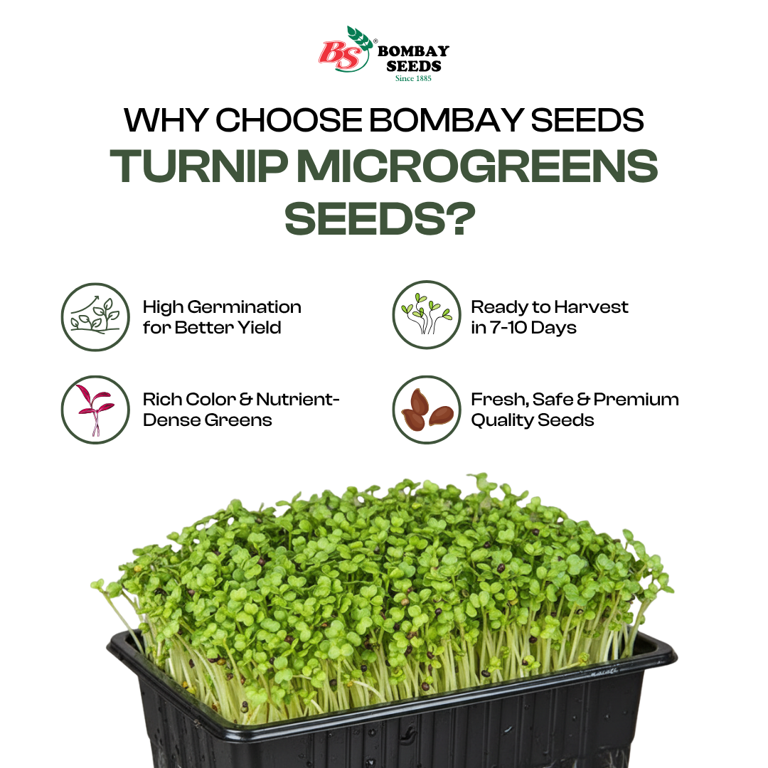 Turnip Microgreen Seeds (50g)