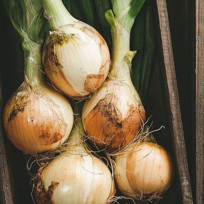 White Onions Seeds