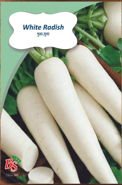 White Reddish Seeds