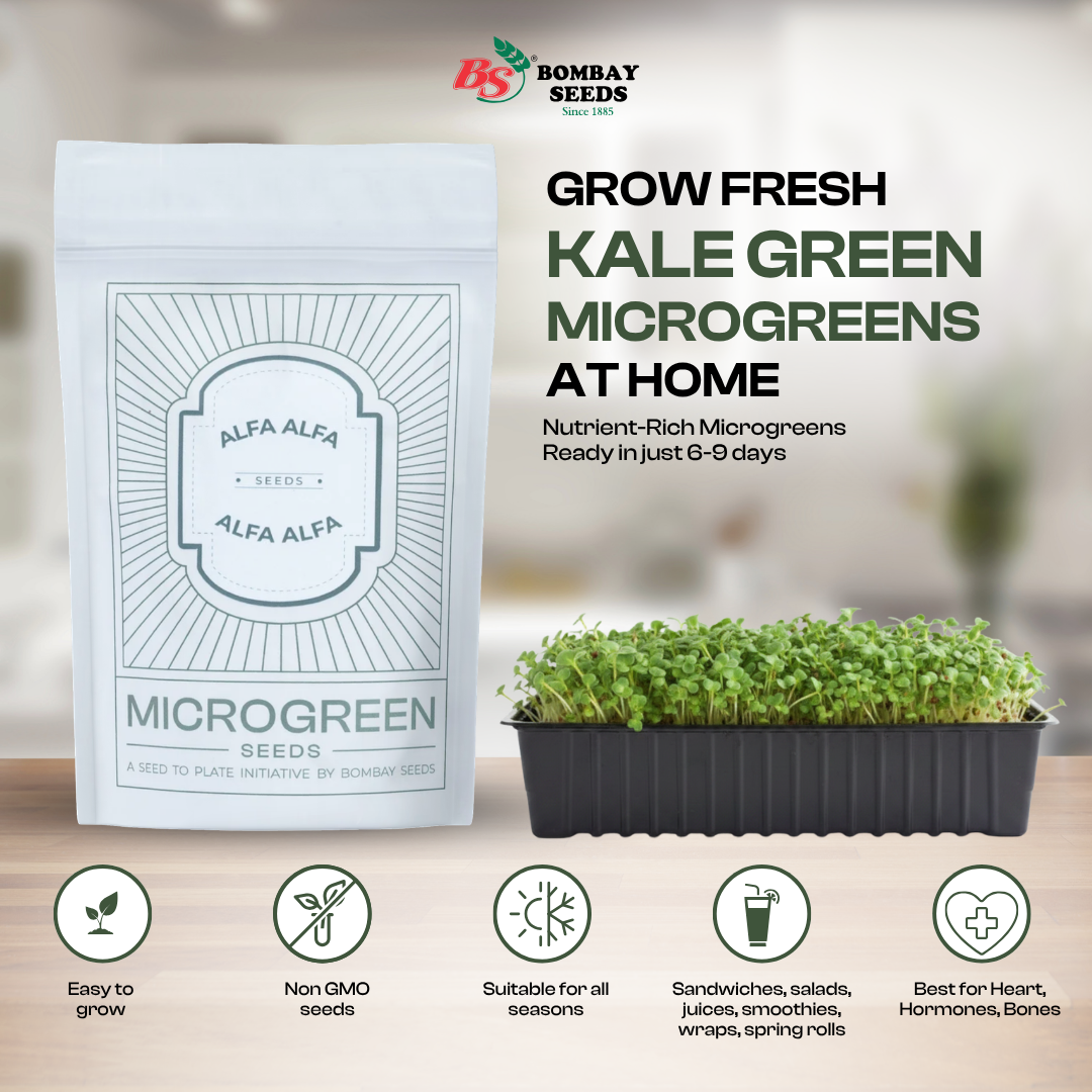 Alfalfa Microgreen Seeds (50g)