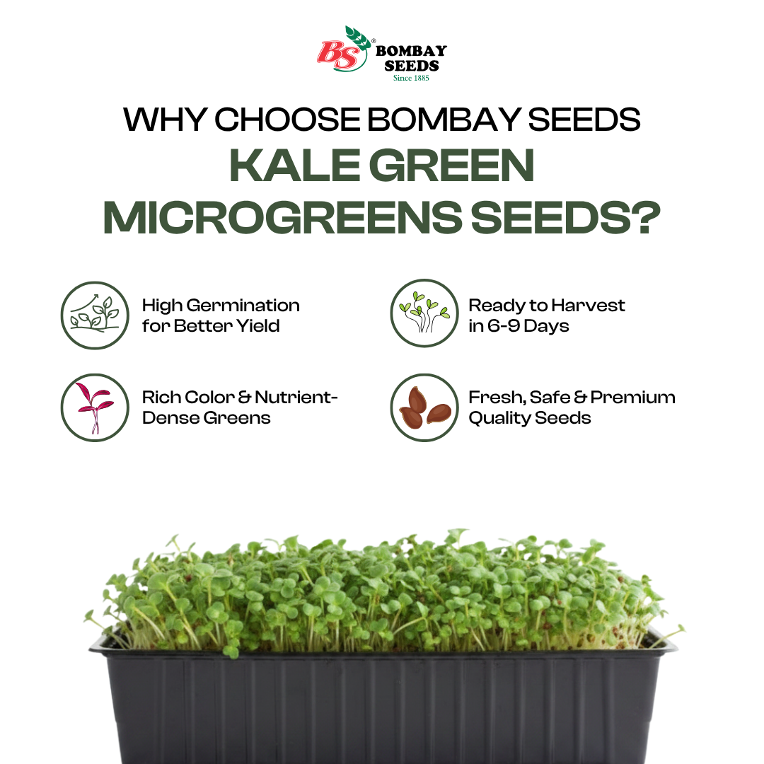 Alfalfa Microgreen Seeds (50g)