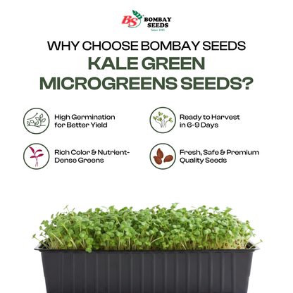 Alfalfa Microgreen Seeds (50g)