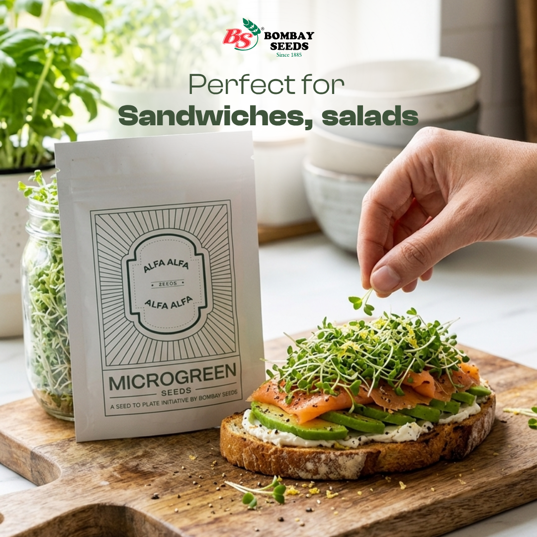 Alfalfa Microgreen Seeds (50g)