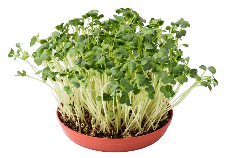 Alfalfa Microgreen Seeds (50g)