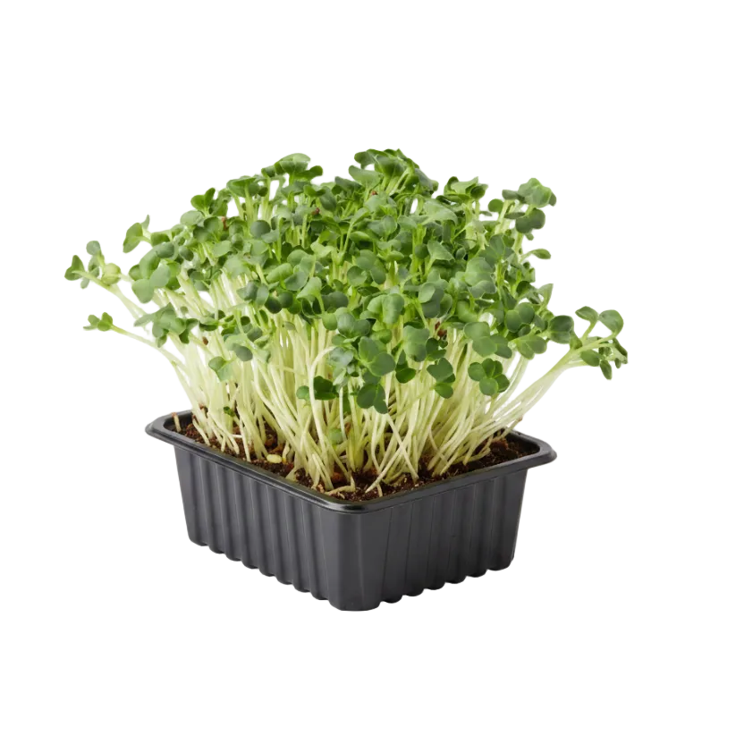 Alfalfa Microgreen Seeds (50g)