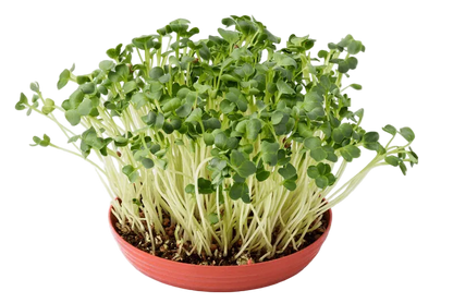Alfalfa Microgreen Seeds (50g)