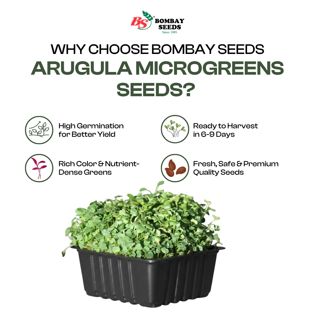 Arugula Microgreen Seeds (50g)