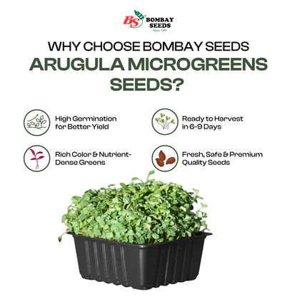 Arugula Microgreen Seeds (50g)