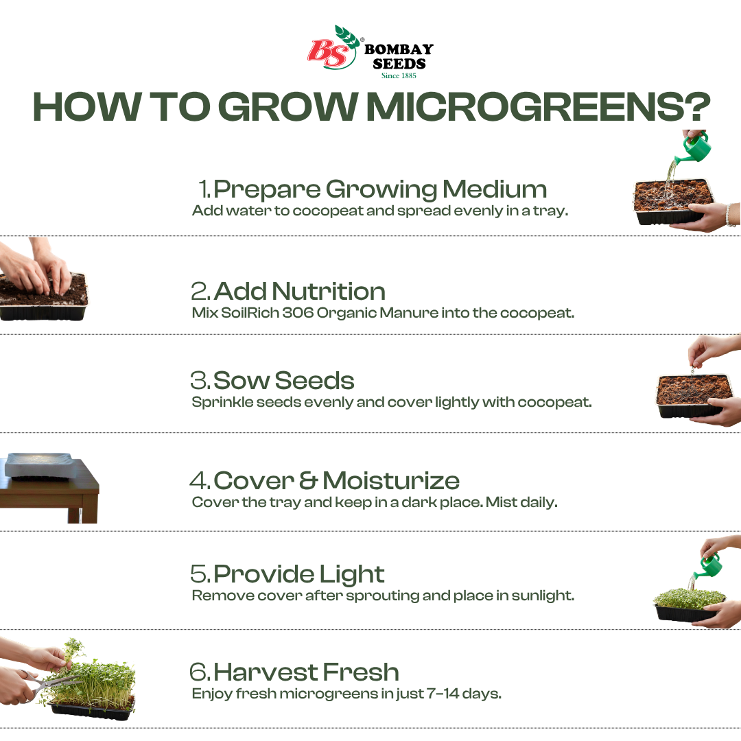 Arugula Microgreen Seeds (50g)