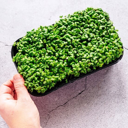 Arugula Microgreen Seeds (50g)