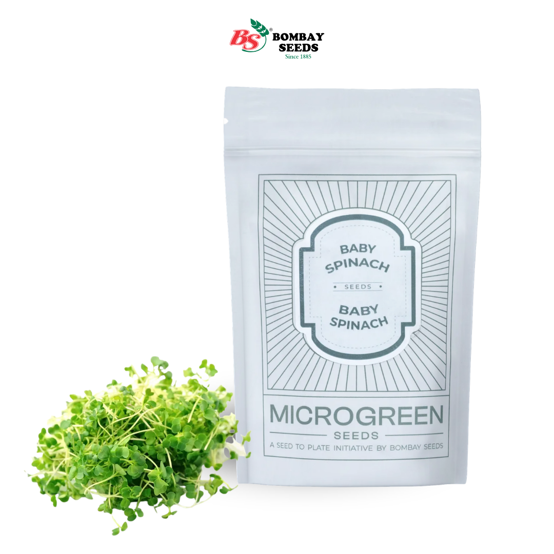 Baby Spinach Microgreen Seeds (50g)