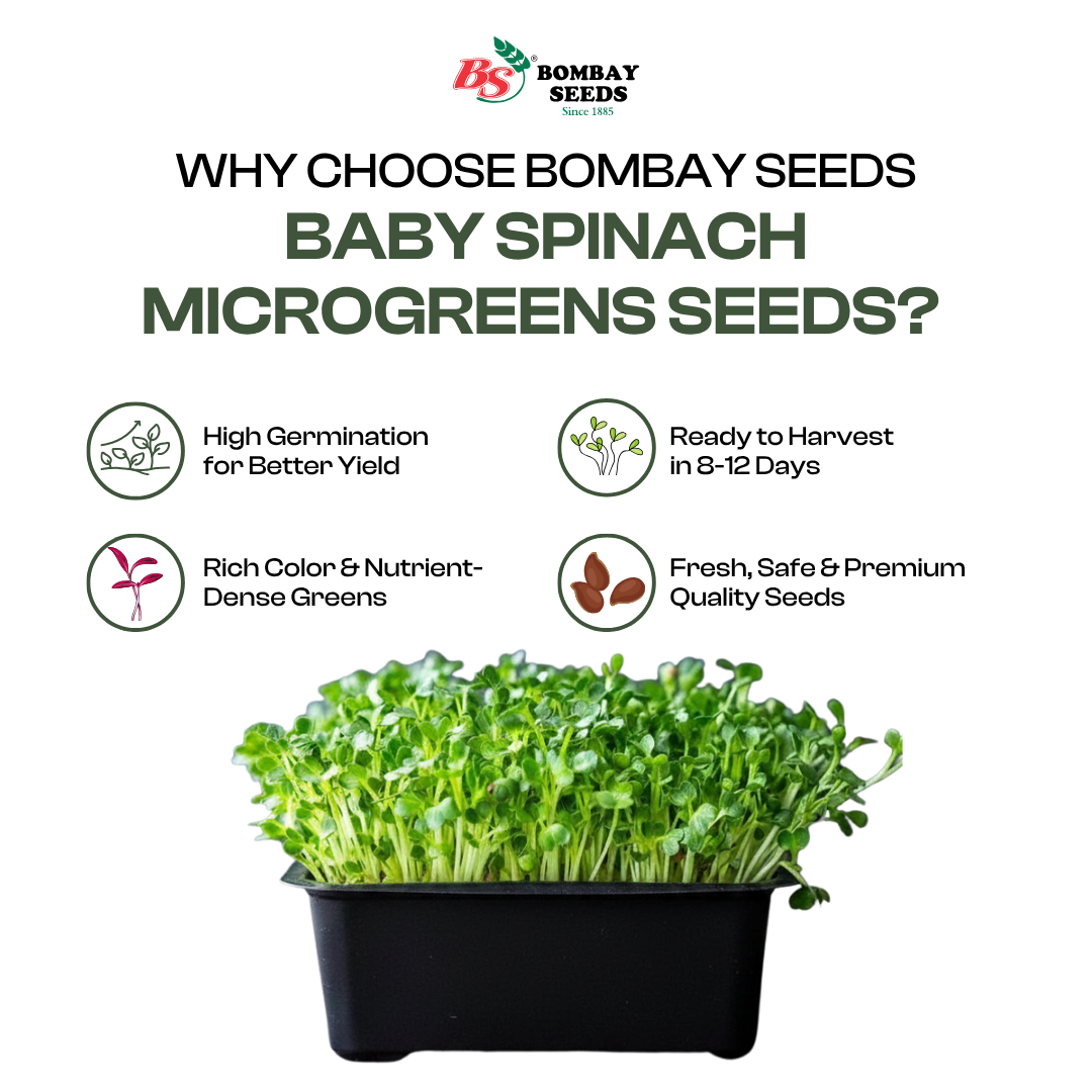 Baby Spinach Microgreen Seeds (50g)
