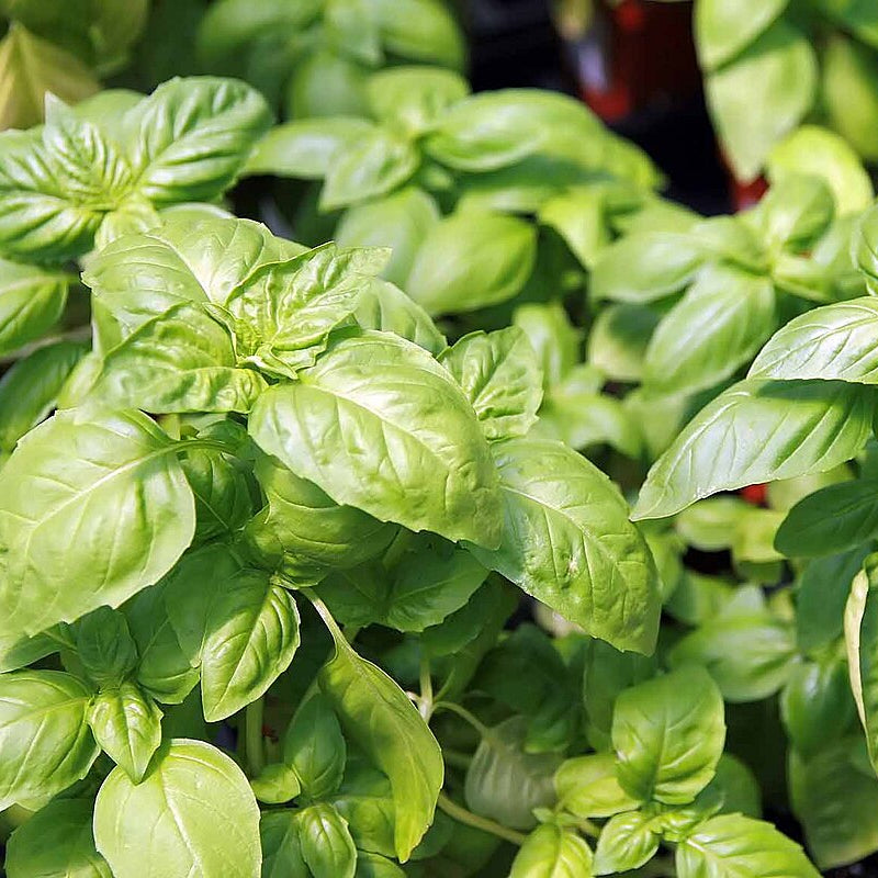 Basil Seeds