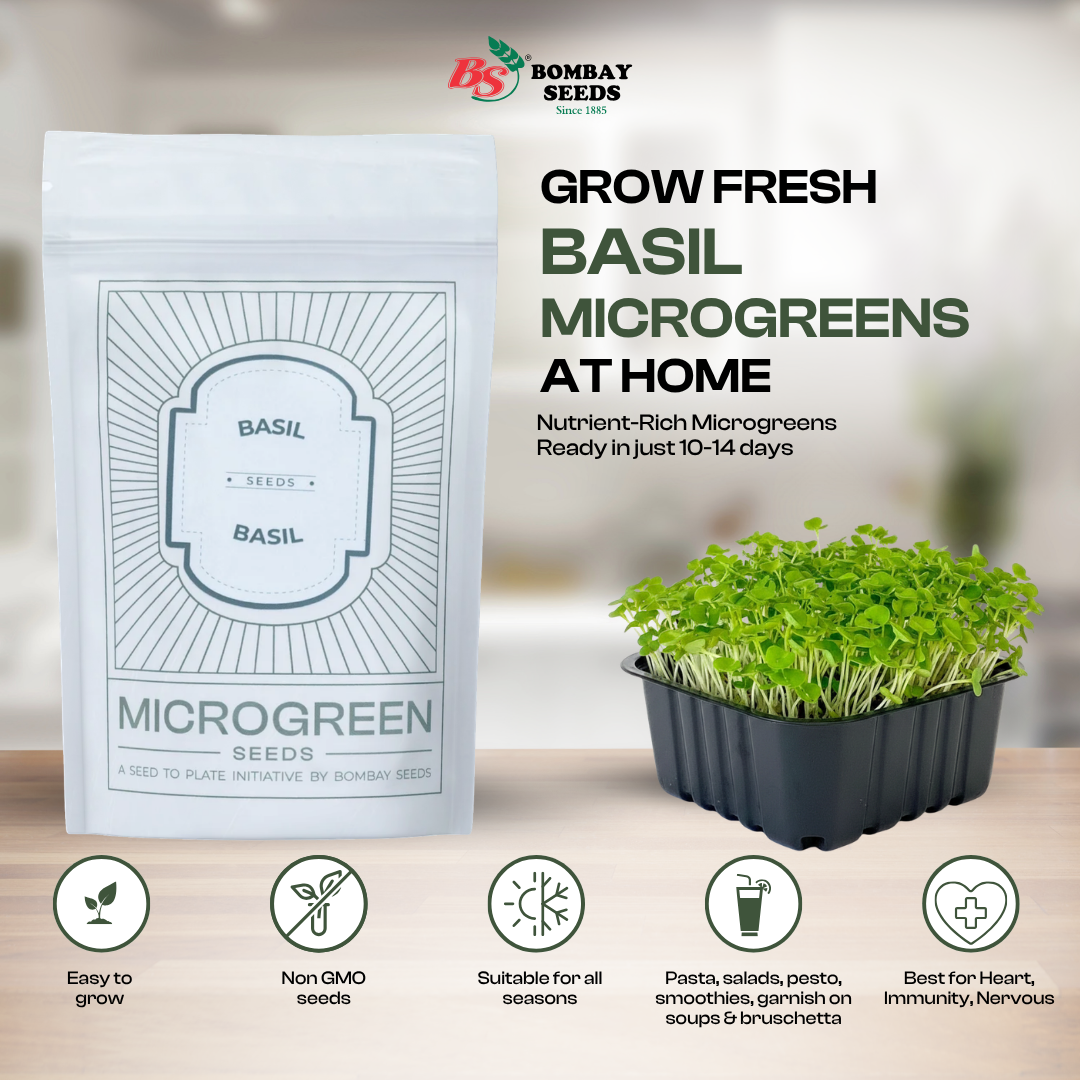 Basil Microgreen Seeds (50g)