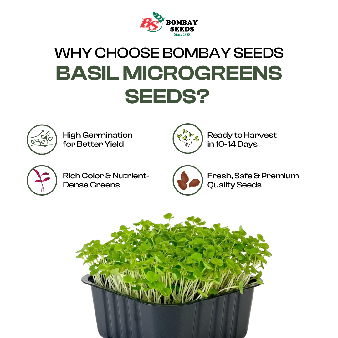 Basil Microgreen Seeds (50g)
