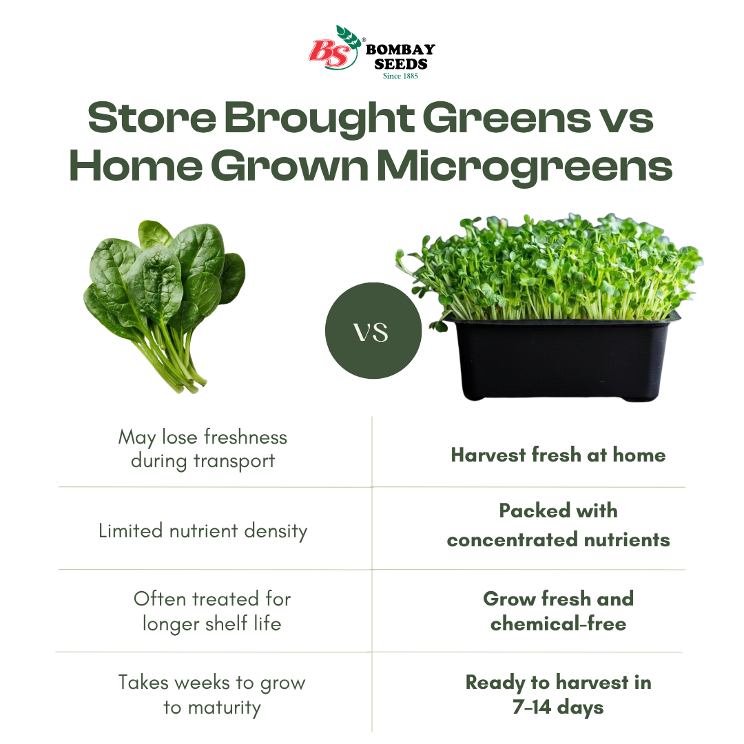 Basil Microgreen Seeds (50g)