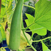 Bottle Gourd Seeds - Bombay Seeds
