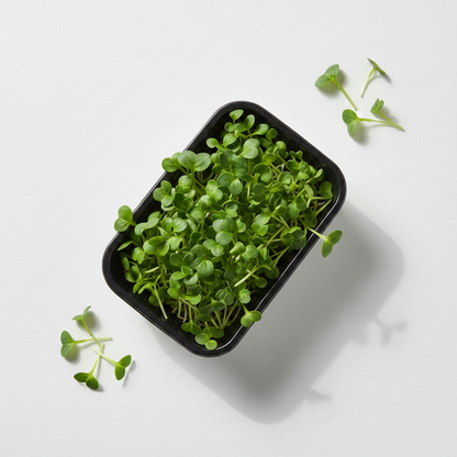 Baby Spinach Microgreen Seeds (50g)