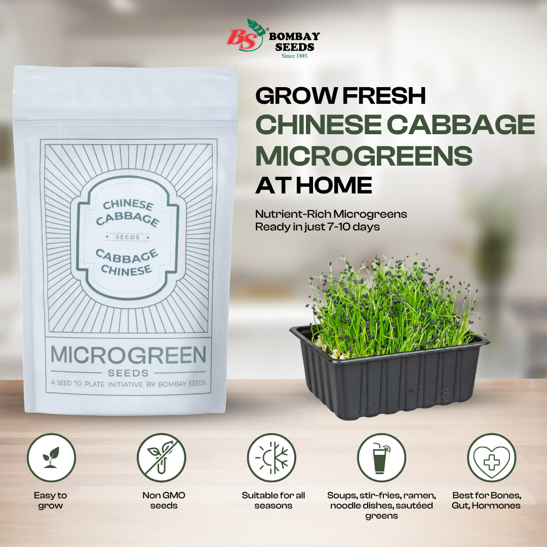 Chinese Cabbage Microgreen Seeds (50g)