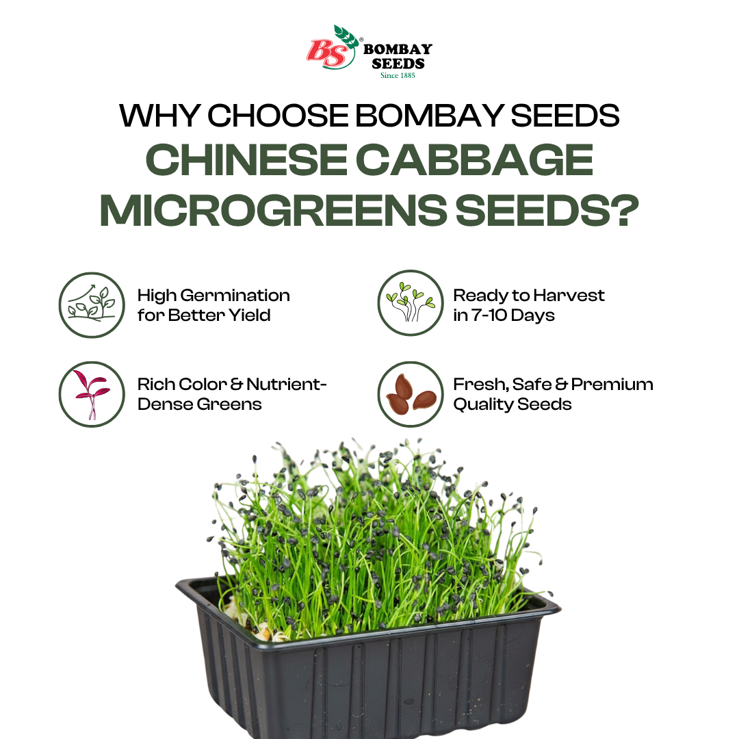 Chinese Cabbage Microgreen Seeds (50g)