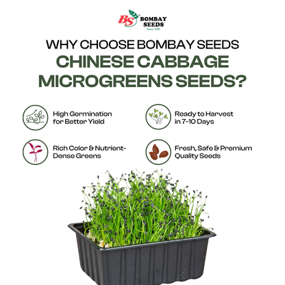 Chinese Cabbage Microgreen Seeds (50g)