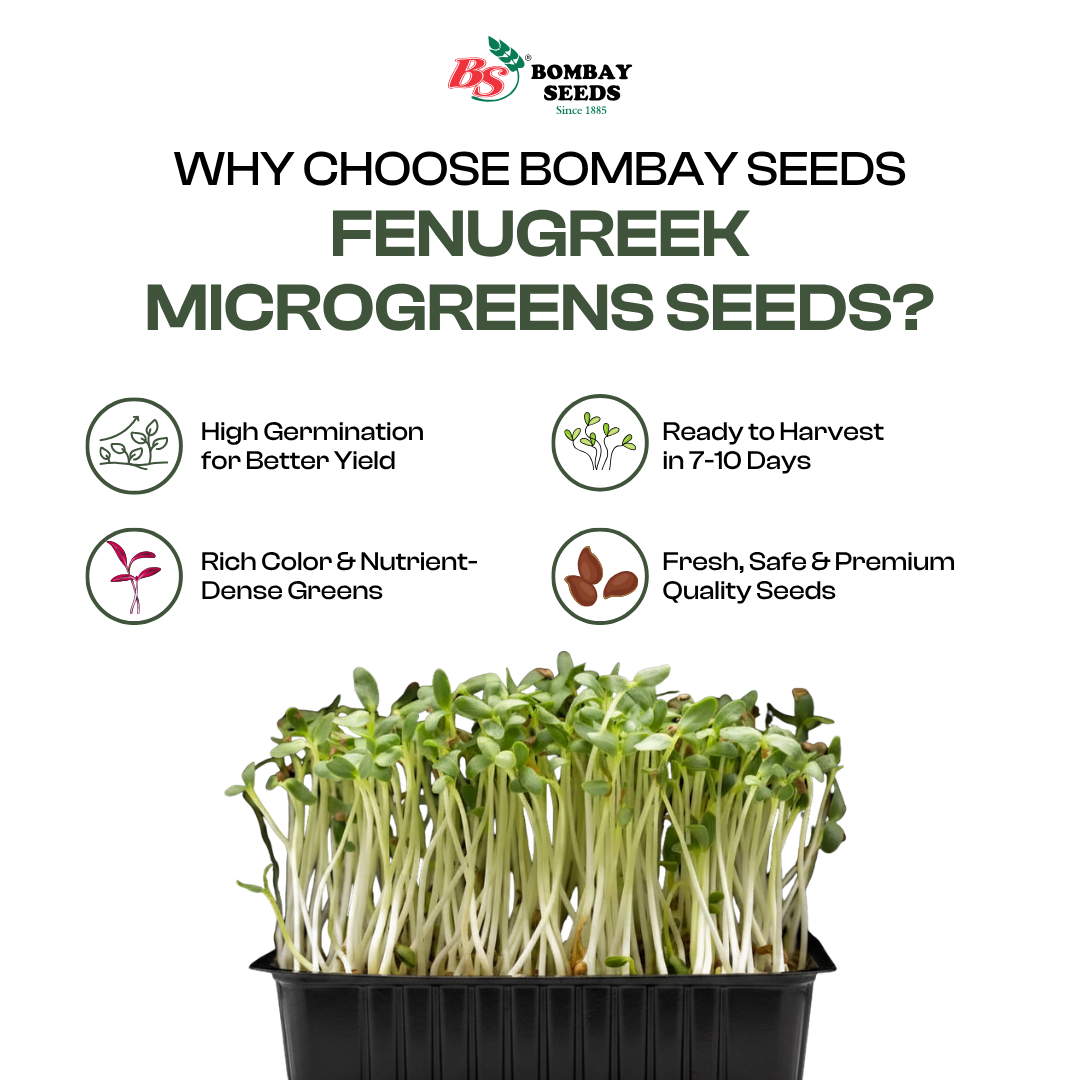   Fenugreek Microgreen Seeds (50g)