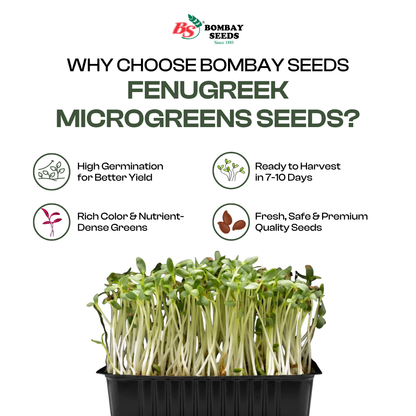   Fenugreek Microgreen Seeds (50g)