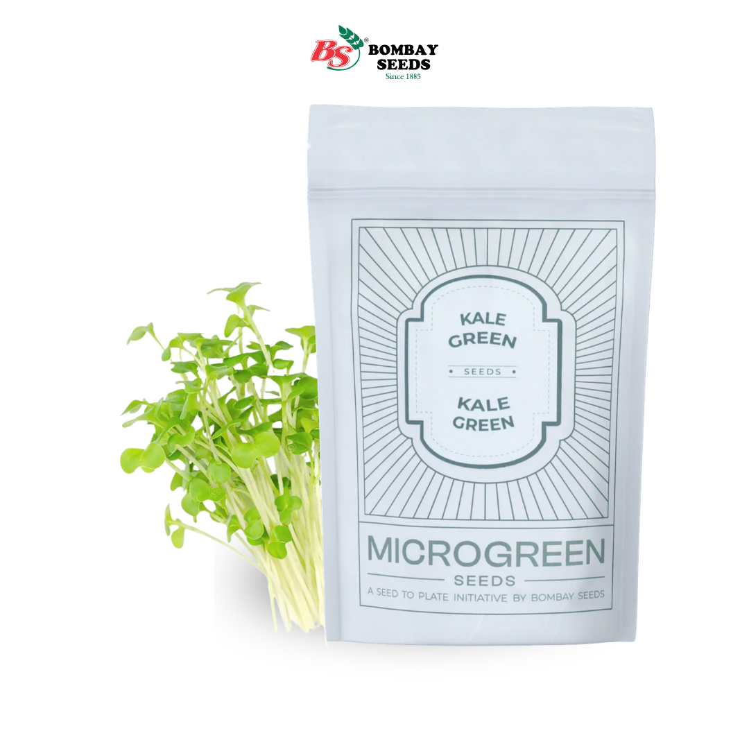 Kale Green Microgreen Seeds (50g)