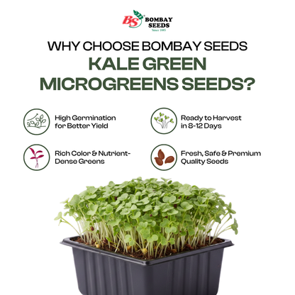 Kale Green Microgreen Seeds (50g)
