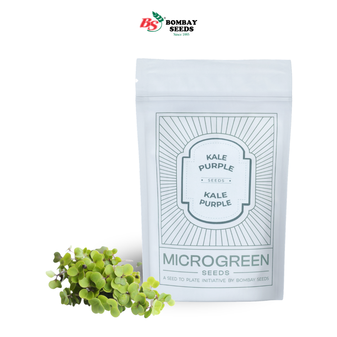 Kale Purple Microgreen Seeds (50g)